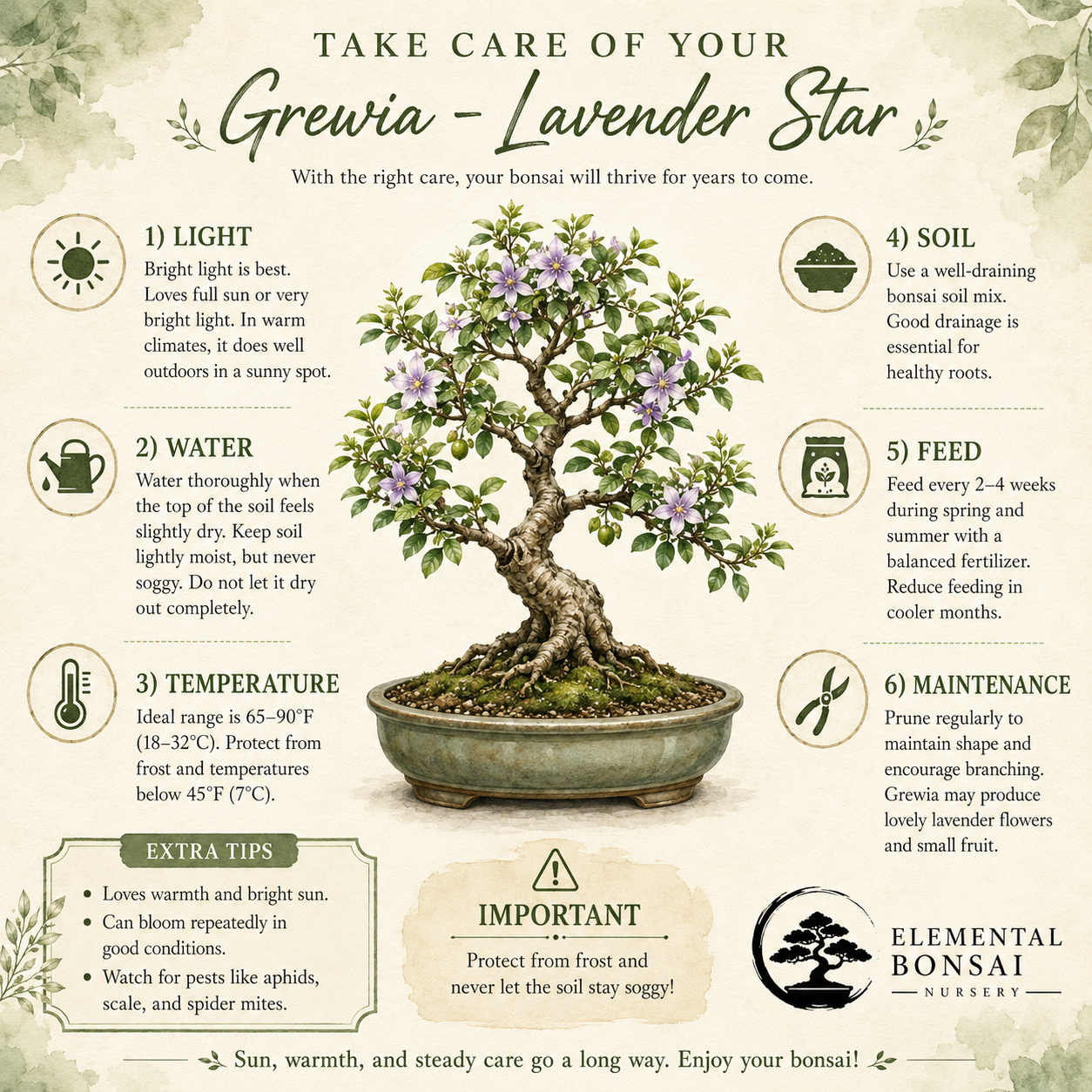 Grewia Lavender Star Bonsai Tree in 7.5" Pot - One of a Kind Bonsai