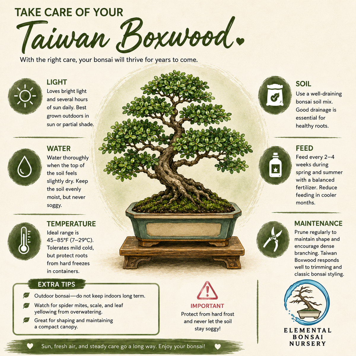 Taiwan Boxwood Bonsai Ceramic 8" Pot - One of a Kind Bonsai