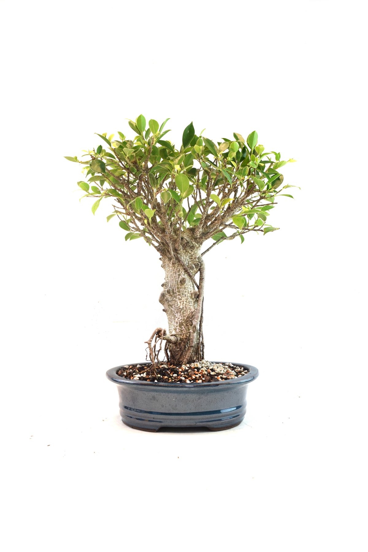 Tiger Bark Ficus Bonsai Ceramic 8" Pot - One of a Kind Bonsai