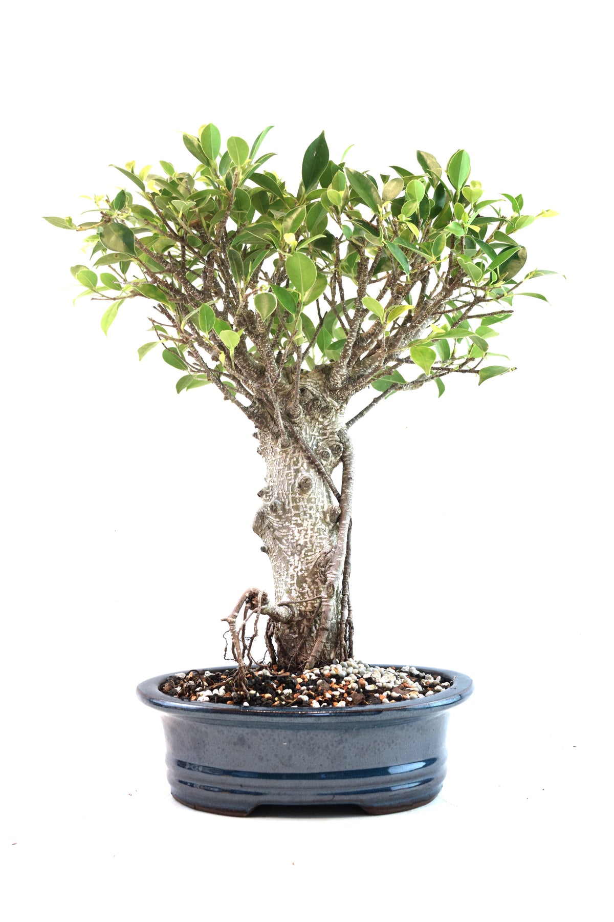 Tiger Bark Ficus Bonsai Ceramic 8" Pot - One of a Kind Bonsai
