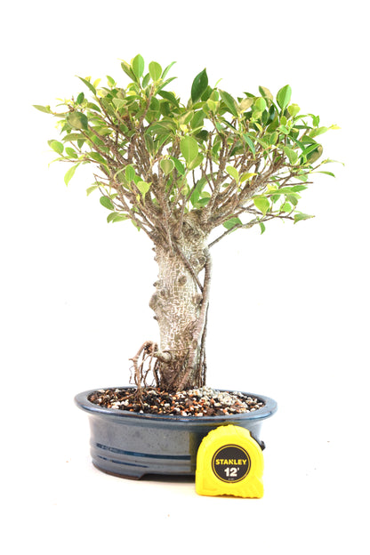 Tiger Bark Ficus Bonsai Ceramic 8" Pot - One of a Kind Bonsai