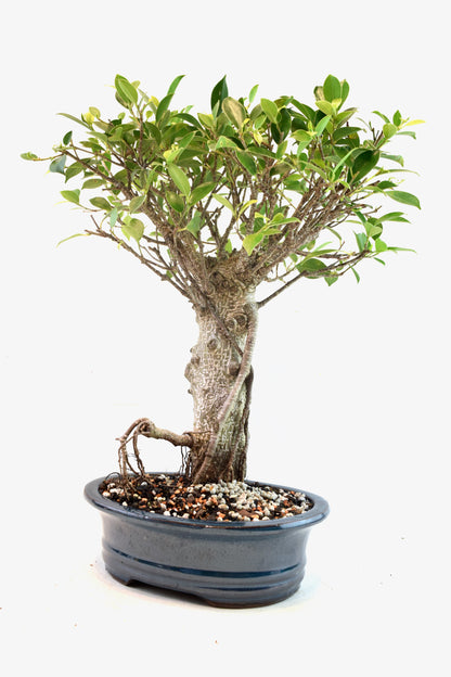 Tiger Bark Ficus Bonsai Ceramic 8" Pot - One of a Kind Bonsai
