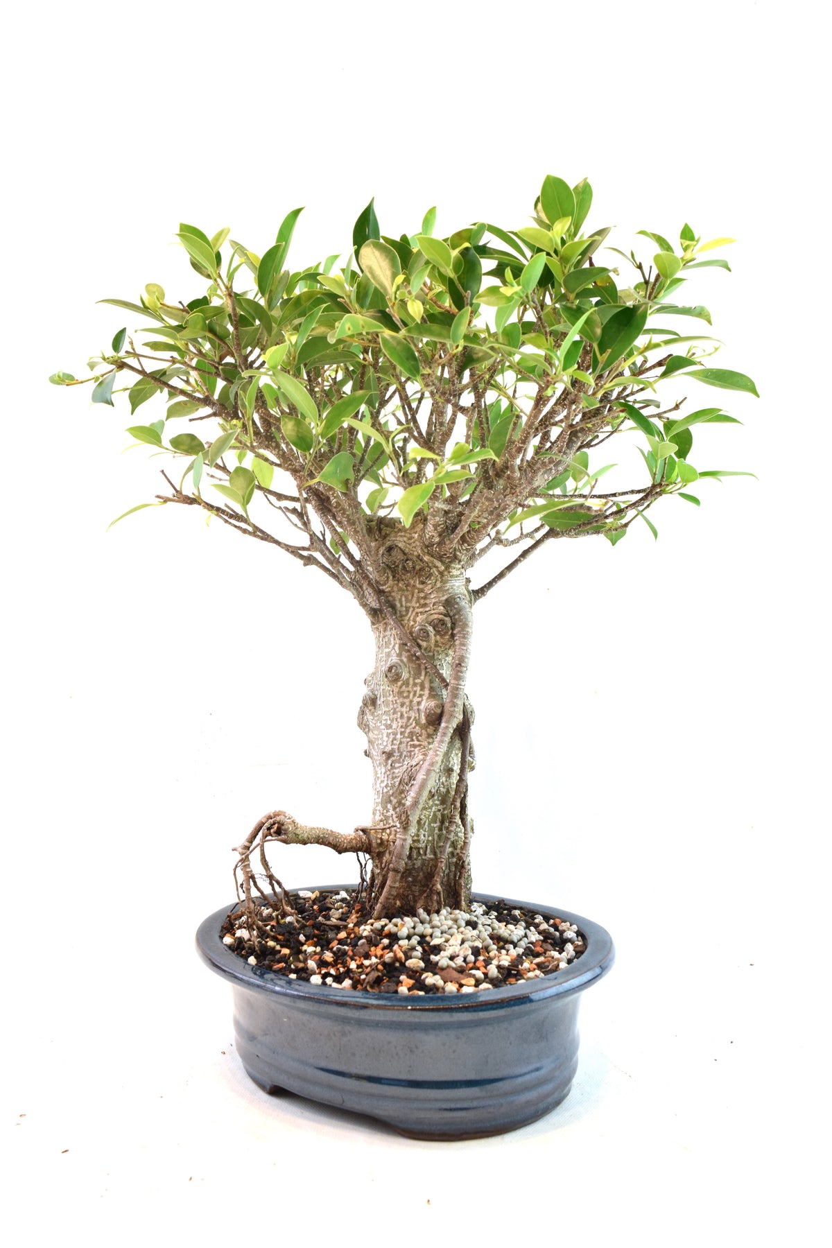 Tiger Bark Ficus Bonsai Ceramic 8" Pot - One of a Kind Bonsai