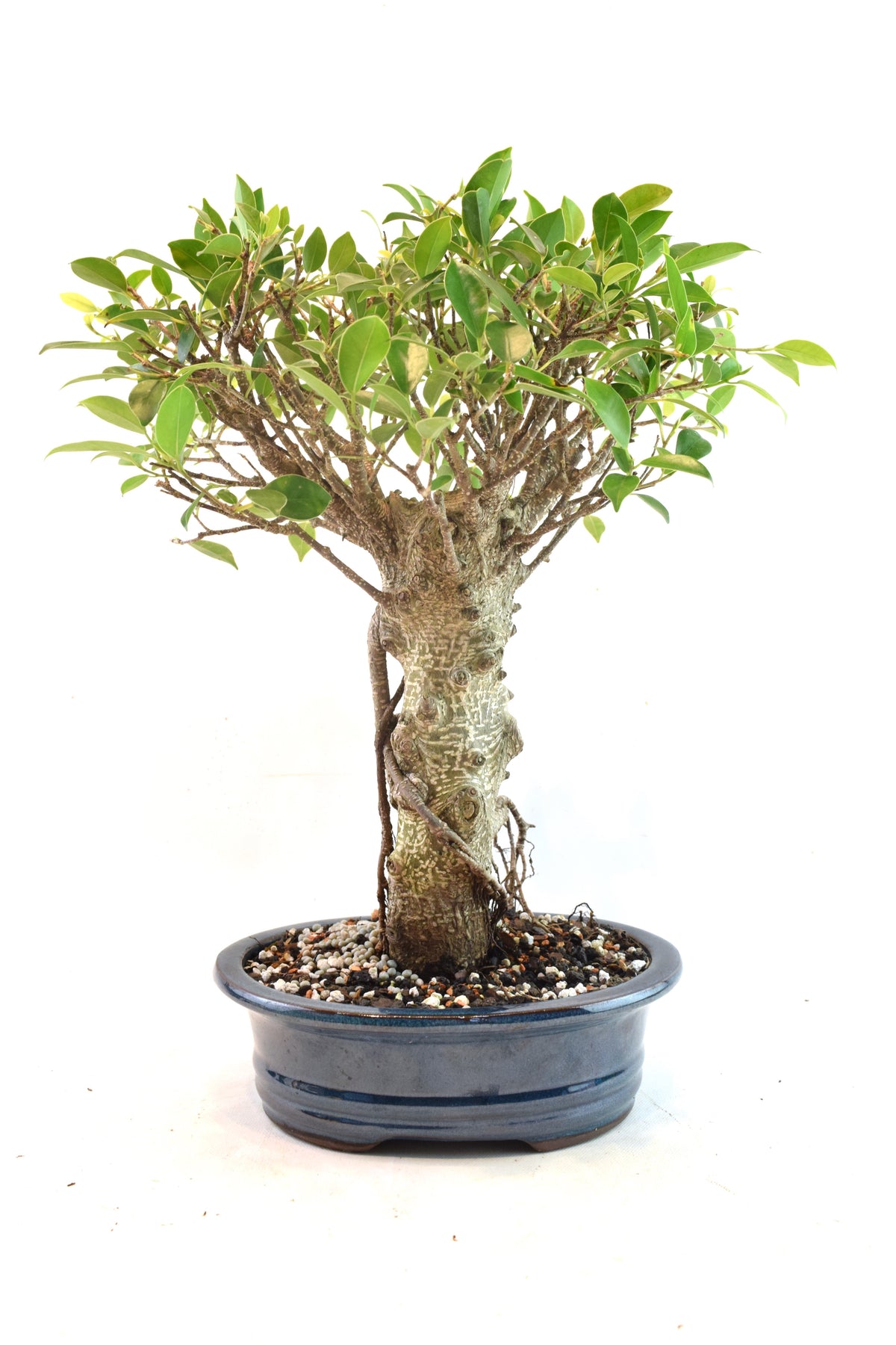 Tiger Bark Ficus Bonsai Ceramic 8" Pot - One of a Kind Bonsai