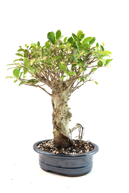 Tiger Bark Ficus Bonsai Ceramic 8" Pot - One of a Kind Bonsai