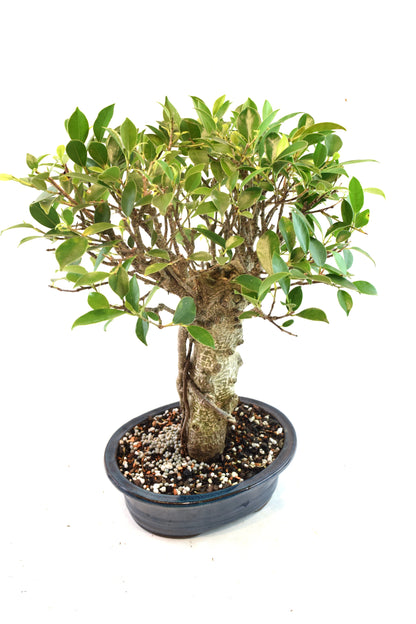 Tiger Bark Ficus Bonsai Ceramic 8" Pot - One of a Kind Bonsai
