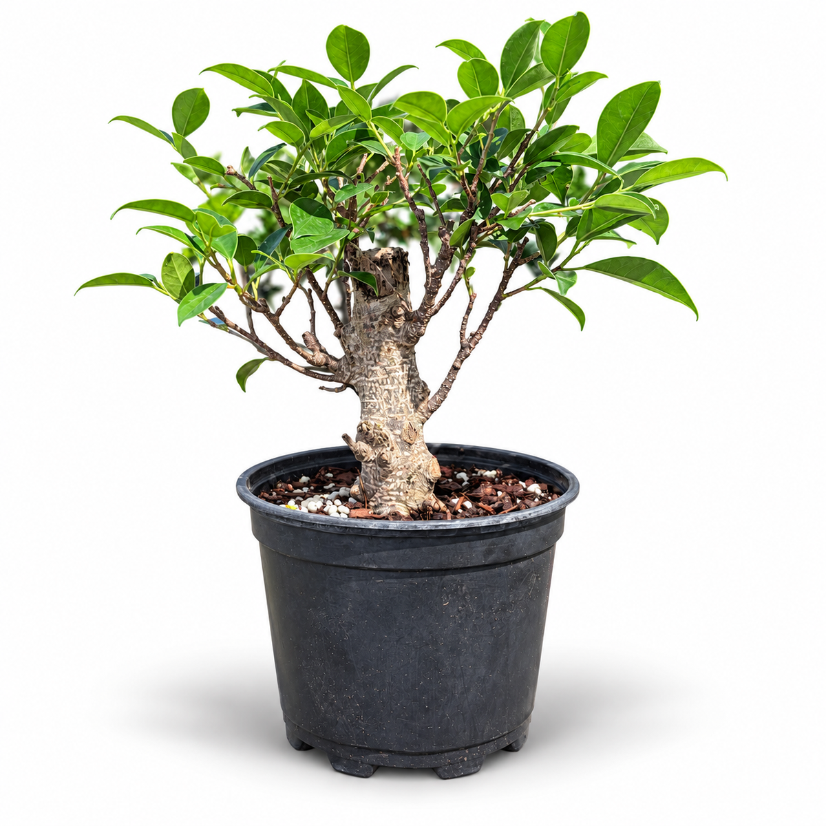Tiger Bark Ficus Stump Live in 6"Pot - Pre-Bonsai