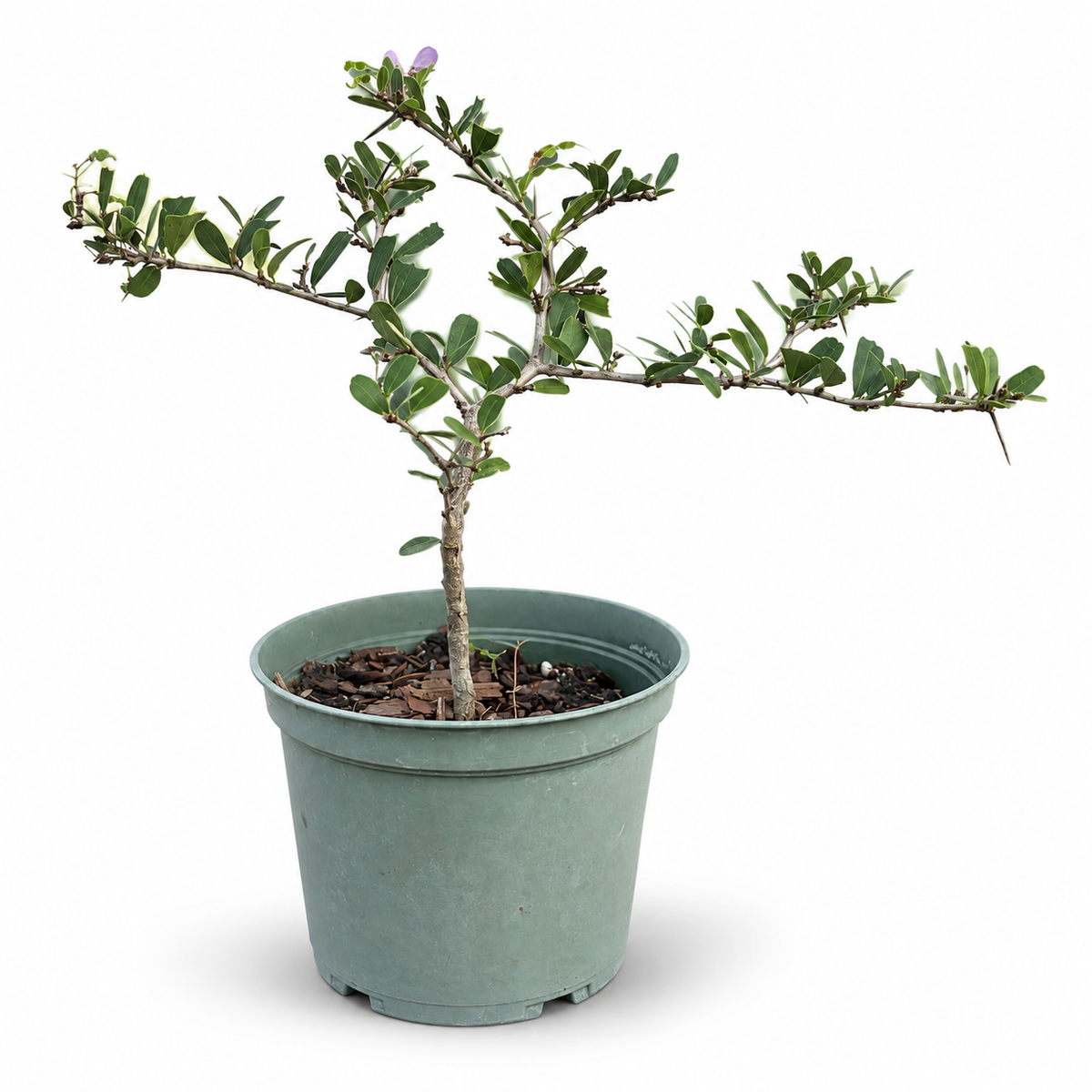 Vietnamese Blue Bell in 5" Pot - Pre Bonsai