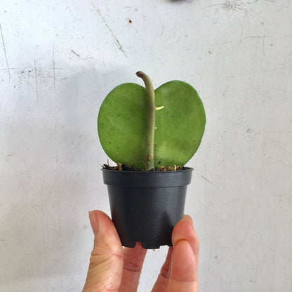 Hoya Heart Kerri Succulent