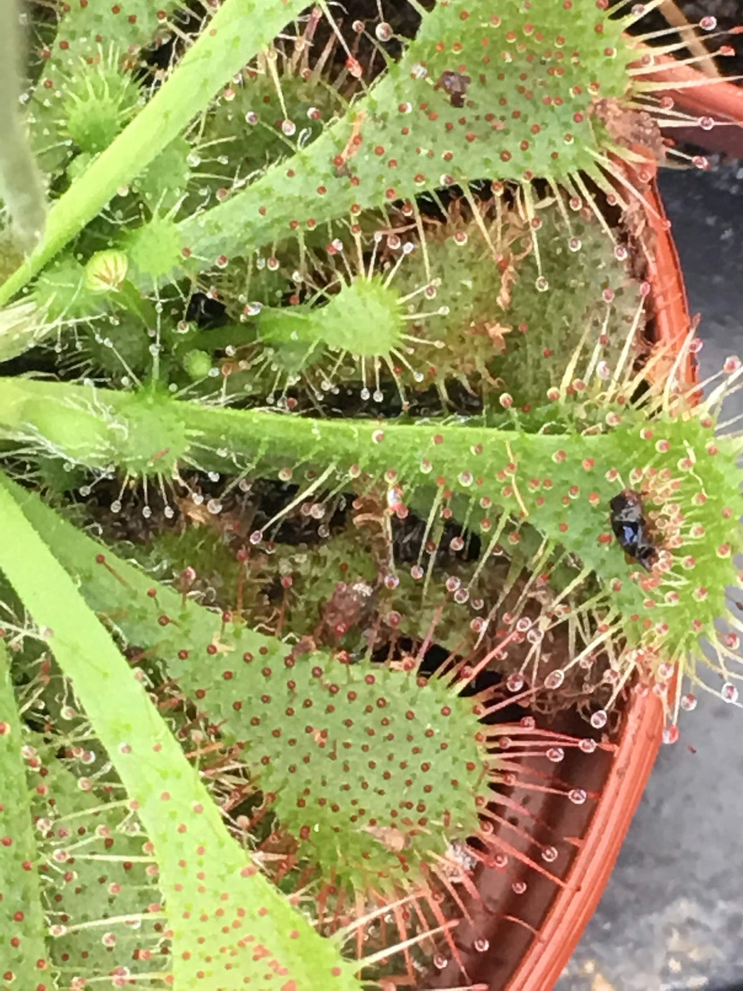 Carnivorous Plants Assorted 2"