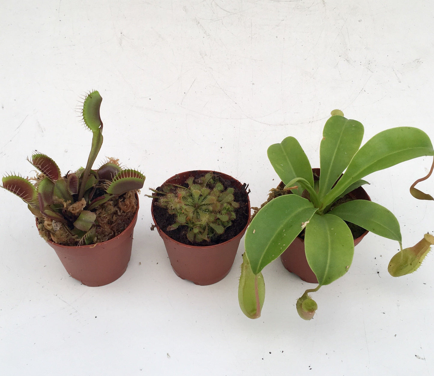 Carnivorous Plants Assorted 2"