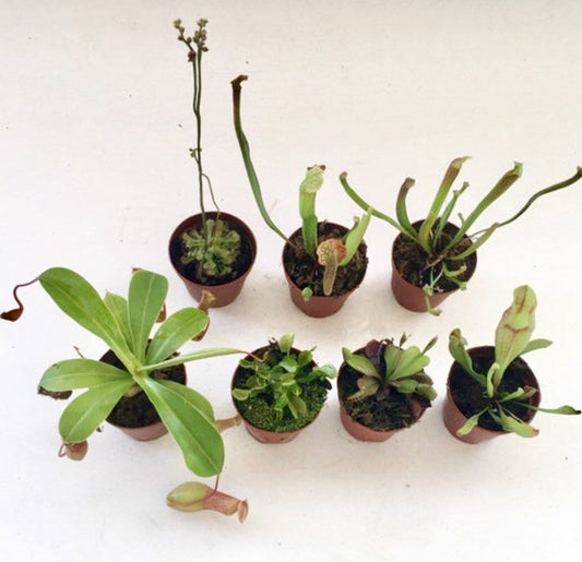 Carnivorous Plants Assorted 2"