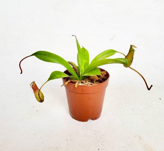 Carnivorous Plants Assorted 2"