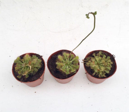 Carnivorous Plants Assorted 2"
