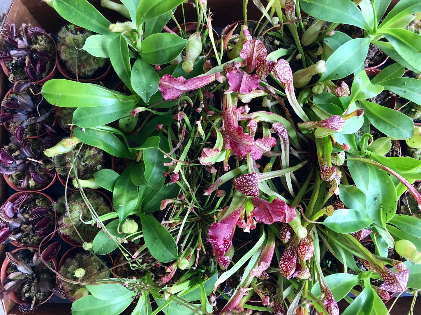 Carnivorous Plants Assorted 2"