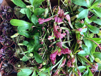 Carnivorous Plants Assorted 2"