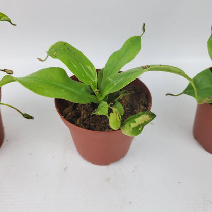 Carnivorous Plants Assorted 2"