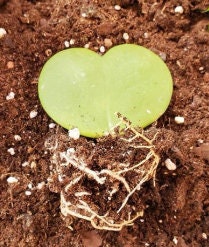 Hoya Heart Kerri Succulent