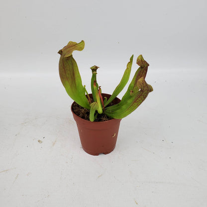 Carnivorous Plants Assorted 2"