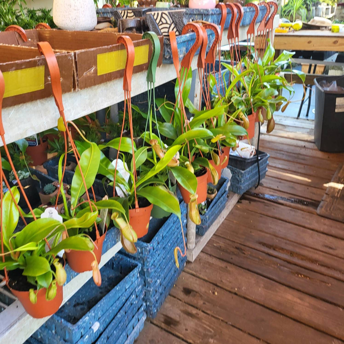 Asian Pitcher Hanging Plant 4"