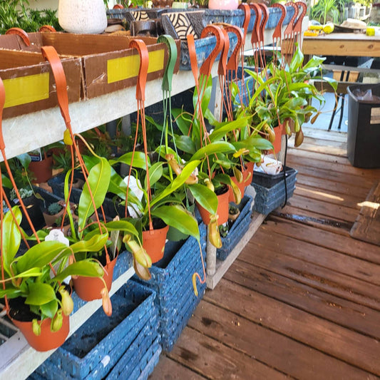 Asian Pitcher Hanging Plant 4"