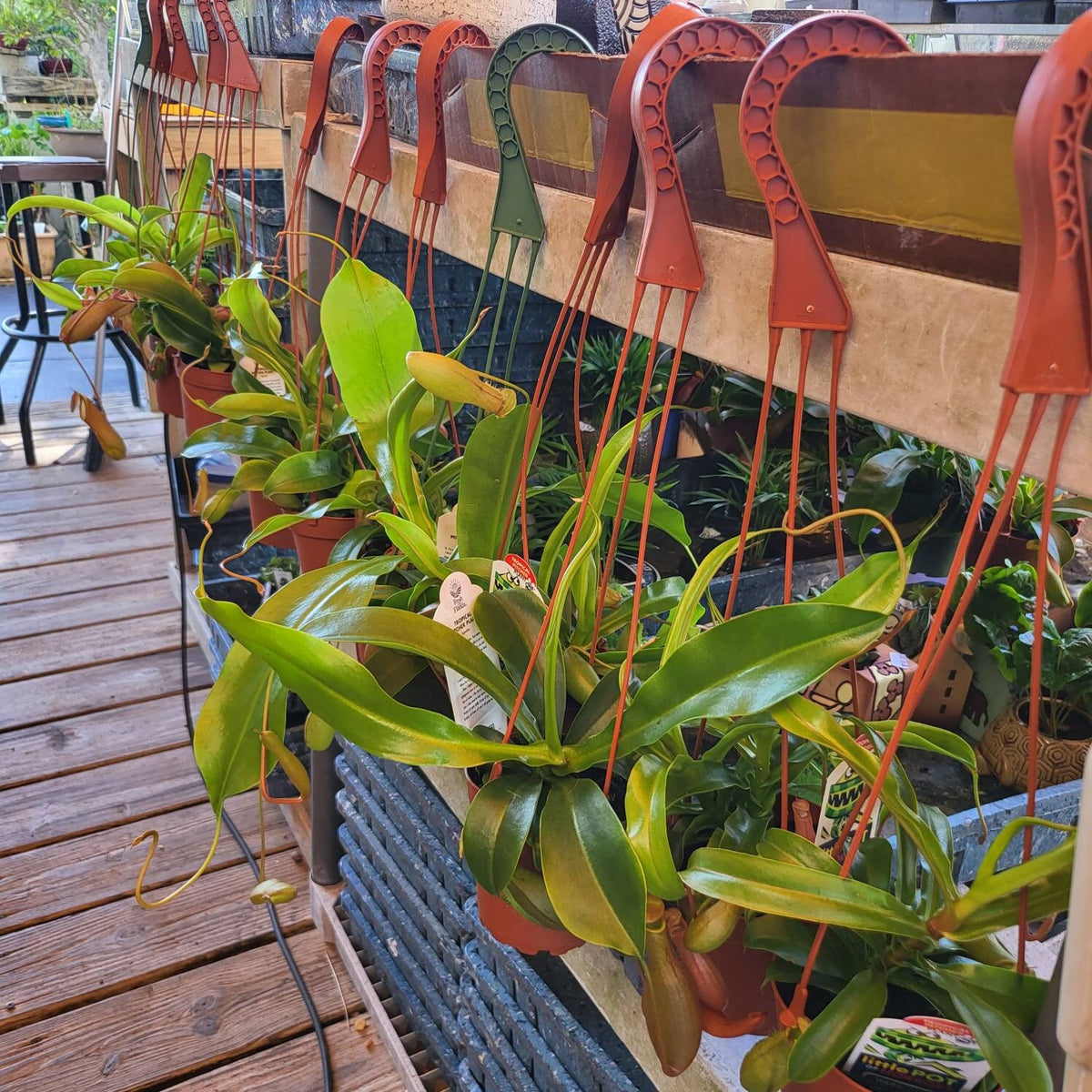 Asian Pitcher Hanging Plant 4"