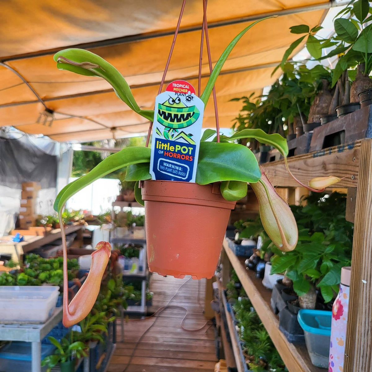 Asian Pitcher Hanging Plant 4"