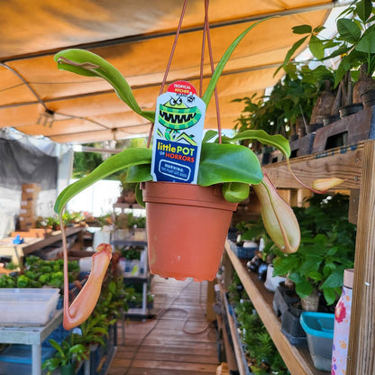 Asian Pitcher Hanging Plant 4"