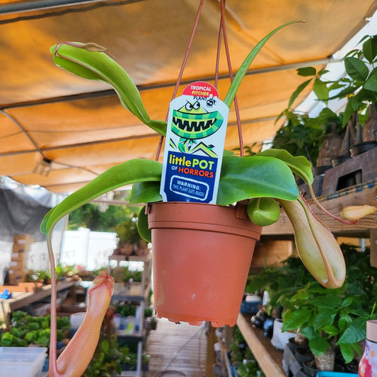 Asian Pitcher Hanging Plant 4"