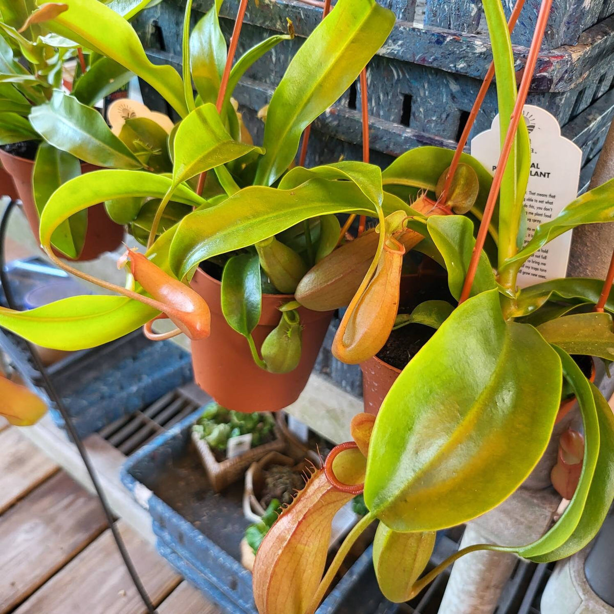 Asian Pitcher Hanging Plant 4"