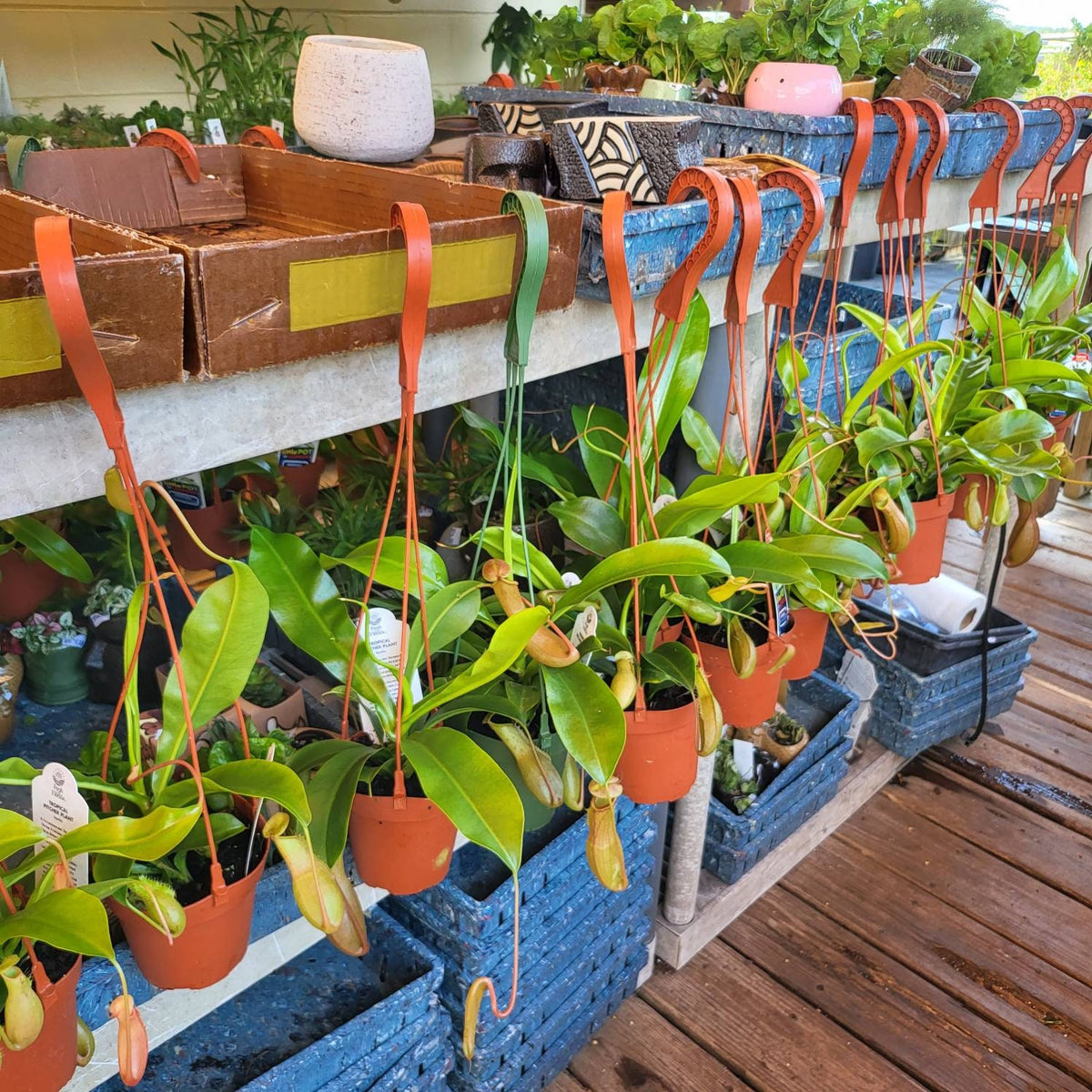Asian Pitcher Hanging Plant 4"