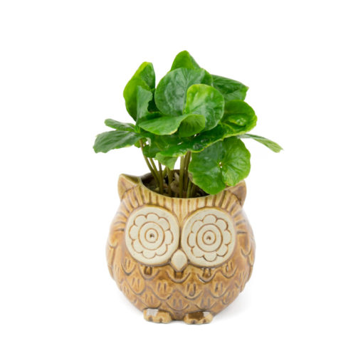 A picture of the front view of coffee planted in a small brown owl planter.
